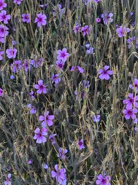 Image of Madiera cranesbill