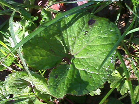 Image of Winter heliotrope