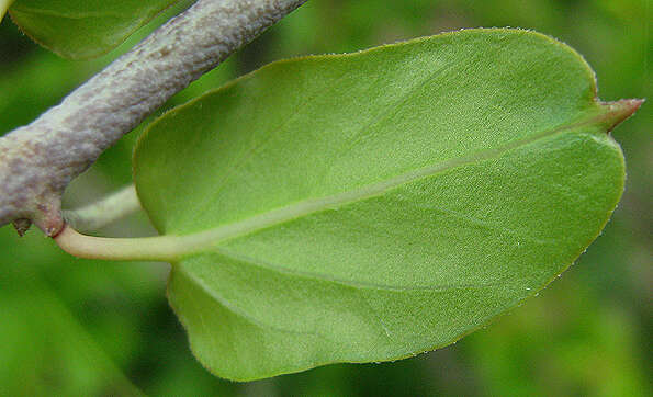 Image of Ceropegia lugardiae N. E. Br.