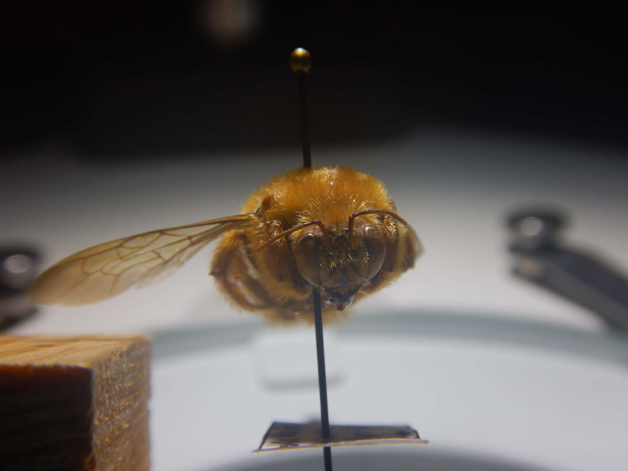 Image of Xylocopa clarionensis Hurd 1958