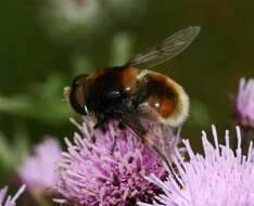 Image of Eristalis intricaria (Linnaeus 1758)