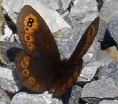 Image of woodland ringlet