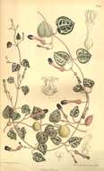 Image of Ceropegia collaricorona Werderm.