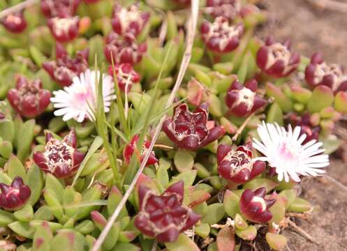 Imagem de Delosperma katbergense L. Bol.