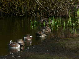 Image of American Wigeon