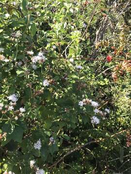 Imagem de Lepidaploa glabra (Willd.) H. Rob.