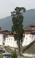 Image of Bhutan Cypress