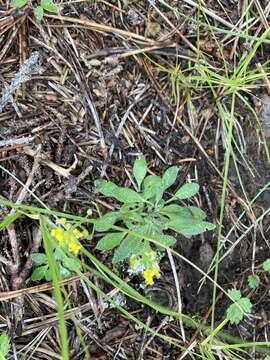 Image of golden draba