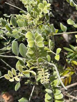 Слика од Sophora tomentosa subsp. occidentalis (L.) Brummitt