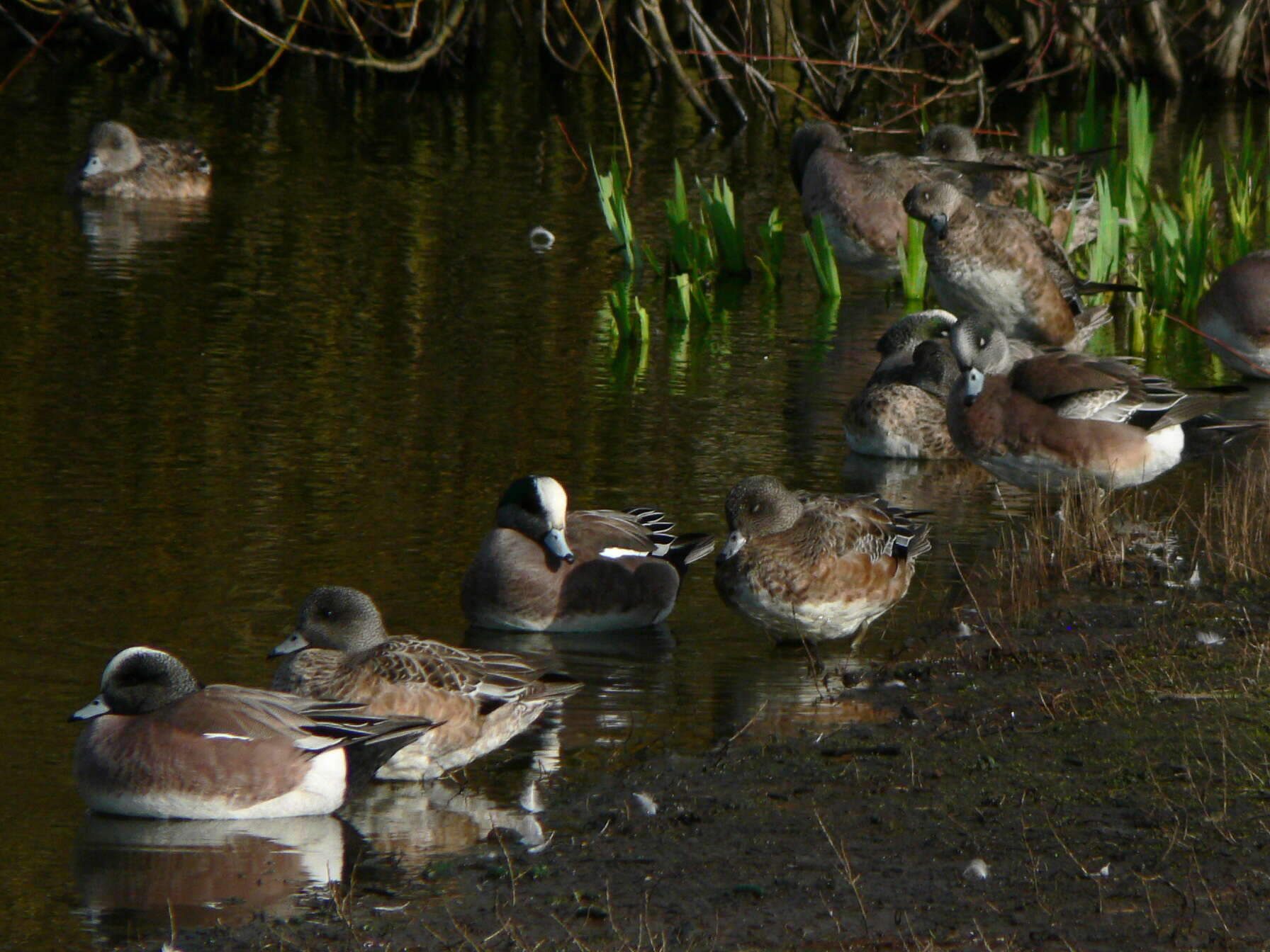 Image of American Wigeon