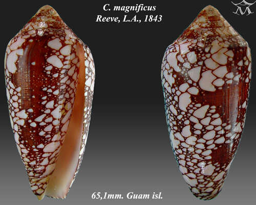 Image of Conus magnificus Reeve 1843