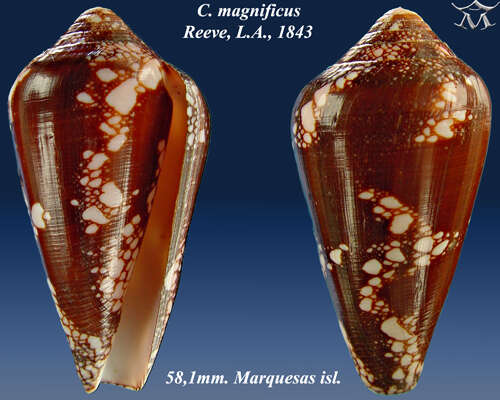 Image of Conus magnificus Reeve 1843