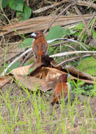 Image of Five-colored Munia