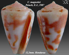 Conus magnottei Petuch 1987的圖片