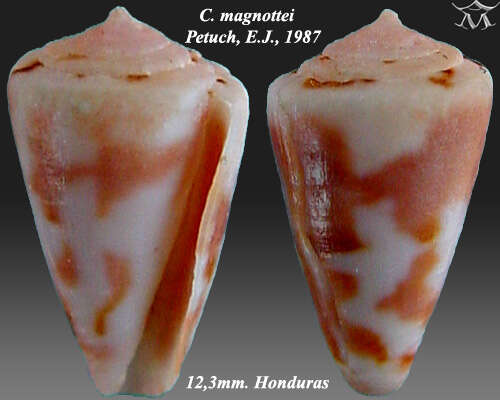 Conus magnottei Petuch 1987的圖片