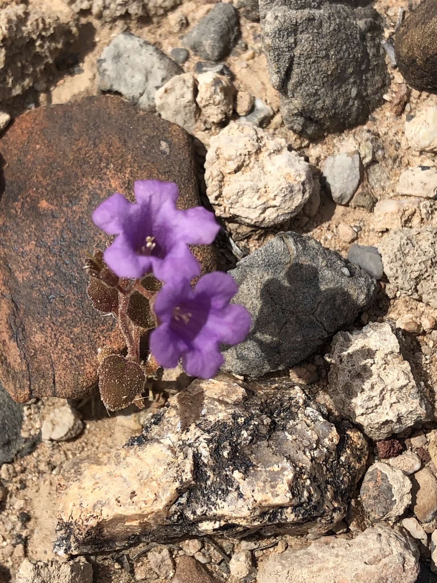 Phacelia pulchella var. gooddingii (Brand) J. T. Howell resmi