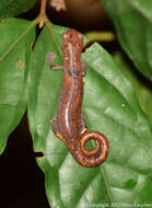 Image of Bolitoglossa peruviana (Boulenger 1883)