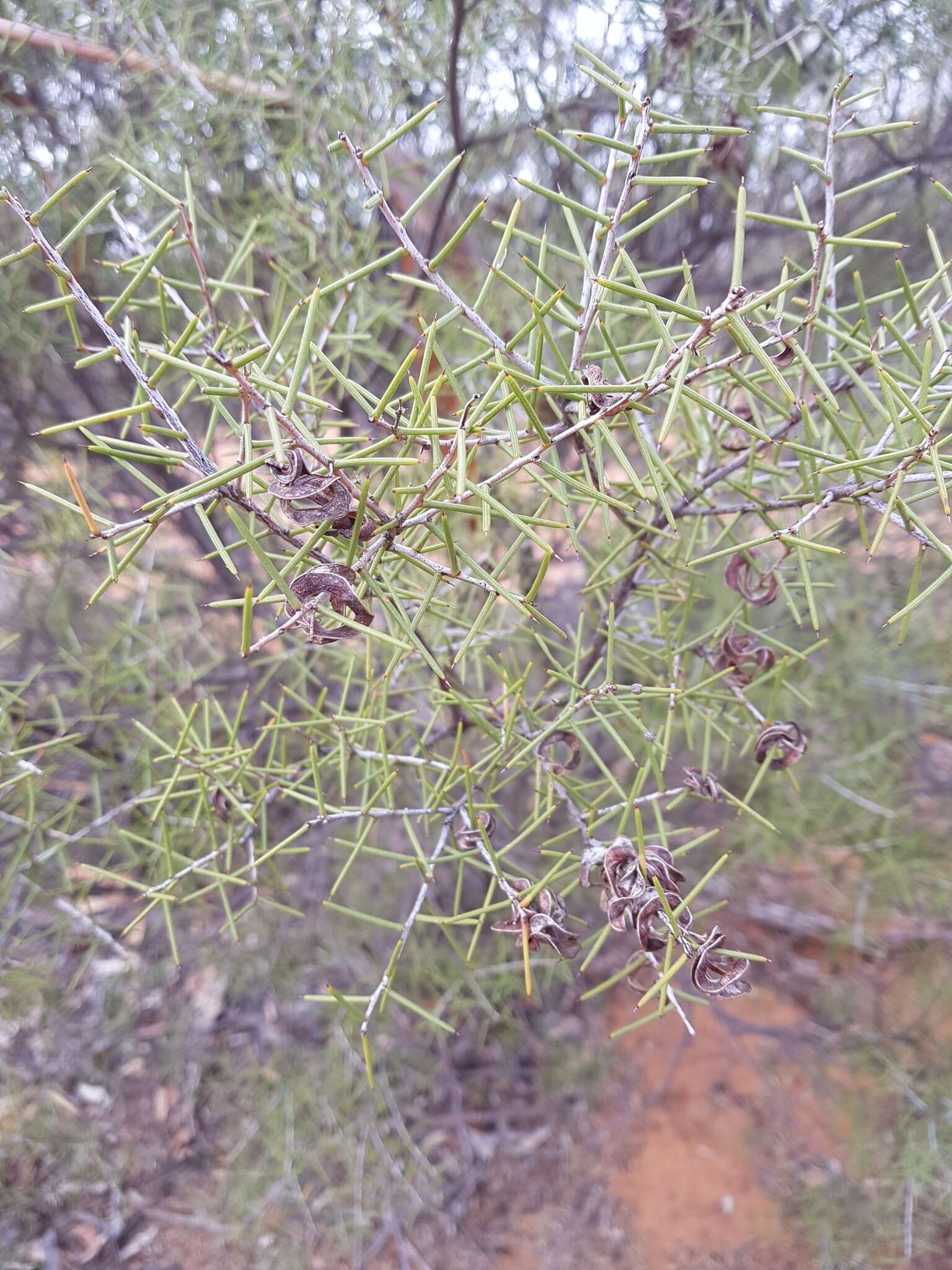 Acacia colletioides Benth. resmi