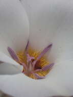 Image of Panamint Mountain mariposa lily