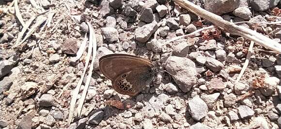 Image of scarce heath