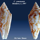 Image of Conus yemenensis Bondarev 1997