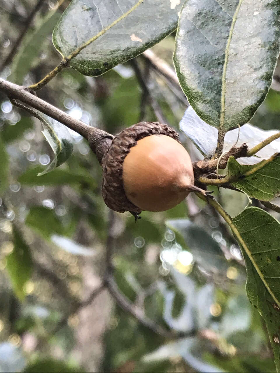 Слика од Quercus parvula var. shrevei (C. H. Mull.) Nixon