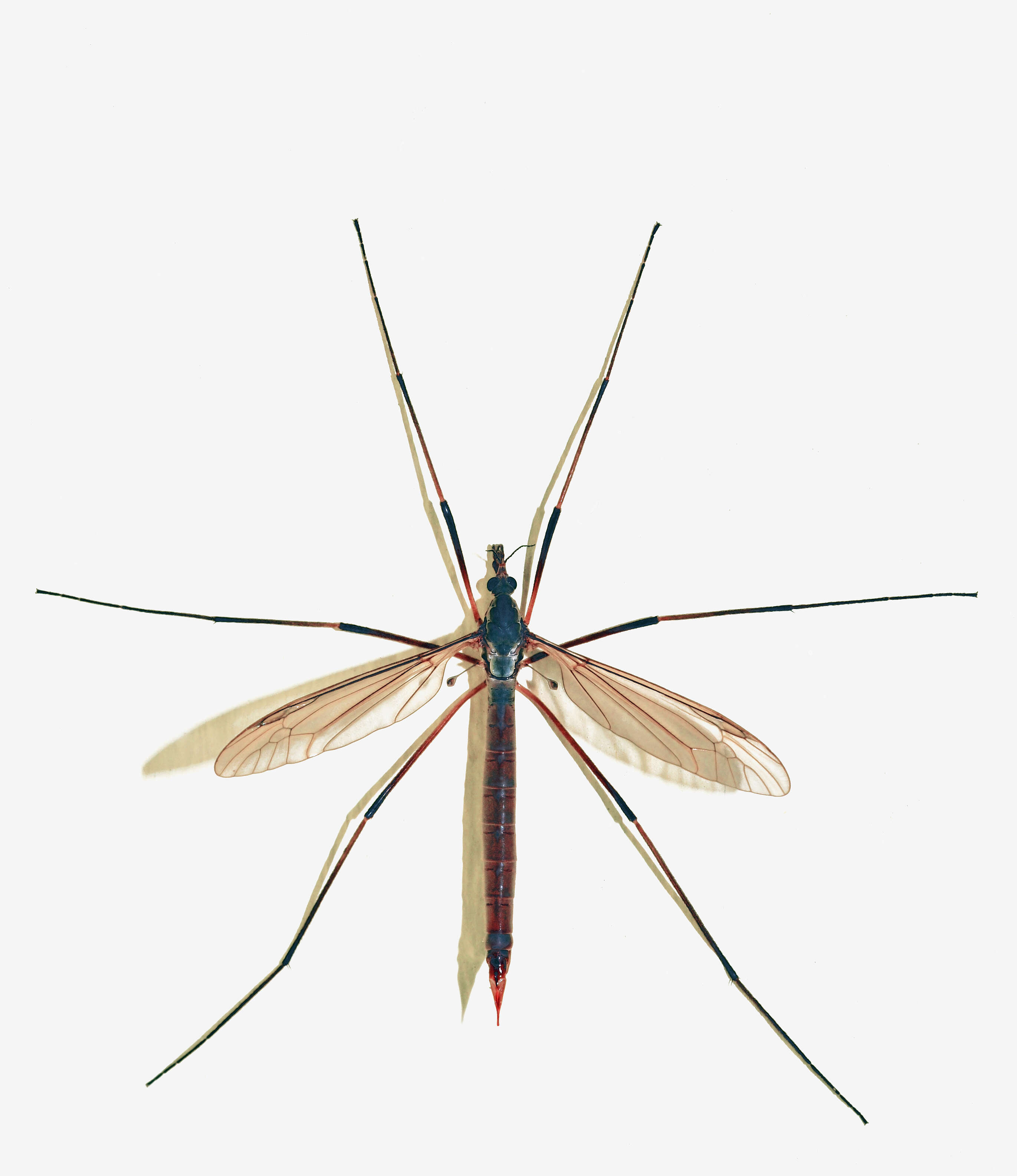 Image of Marsh crane fly