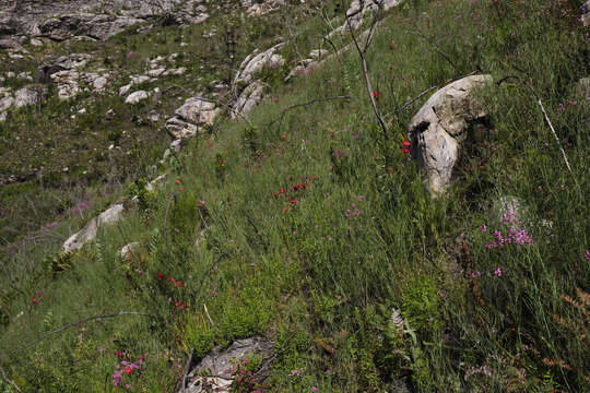 Image of Gladiolus sempervirens G. J. Lewis