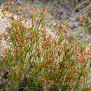 Слика од Anarthria prolifera R. Br.