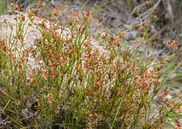 Слика од Anarthria prolifera R. Br.