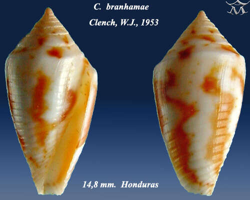 Image of Conasprella pealii (Green 1830)