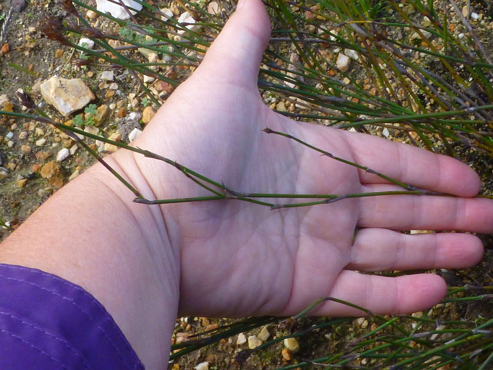 Image of Restio capensis (L.) H. P. Linder & C. R. Hardy