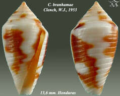 Image of Conasprella pealii (Green 1830)