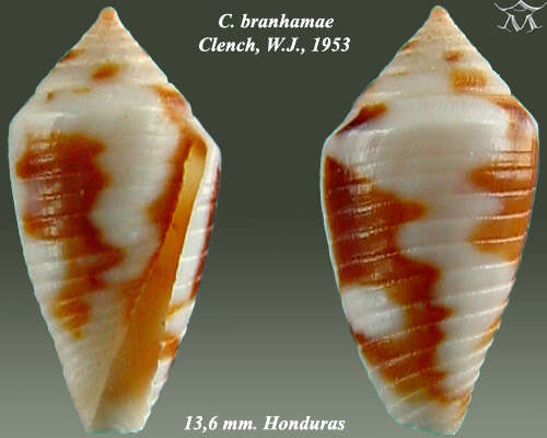 Image of Conasprella pealii (Green 1830)