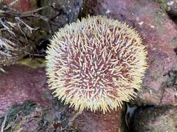 Image of Edible sea urchin