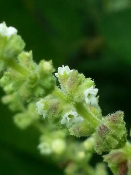 Image of Lepechinia dioica J. A. Hart