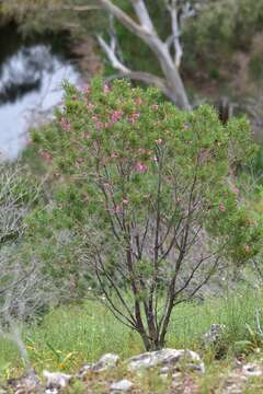 Imagem de Eremophila alternifolia R. Br.