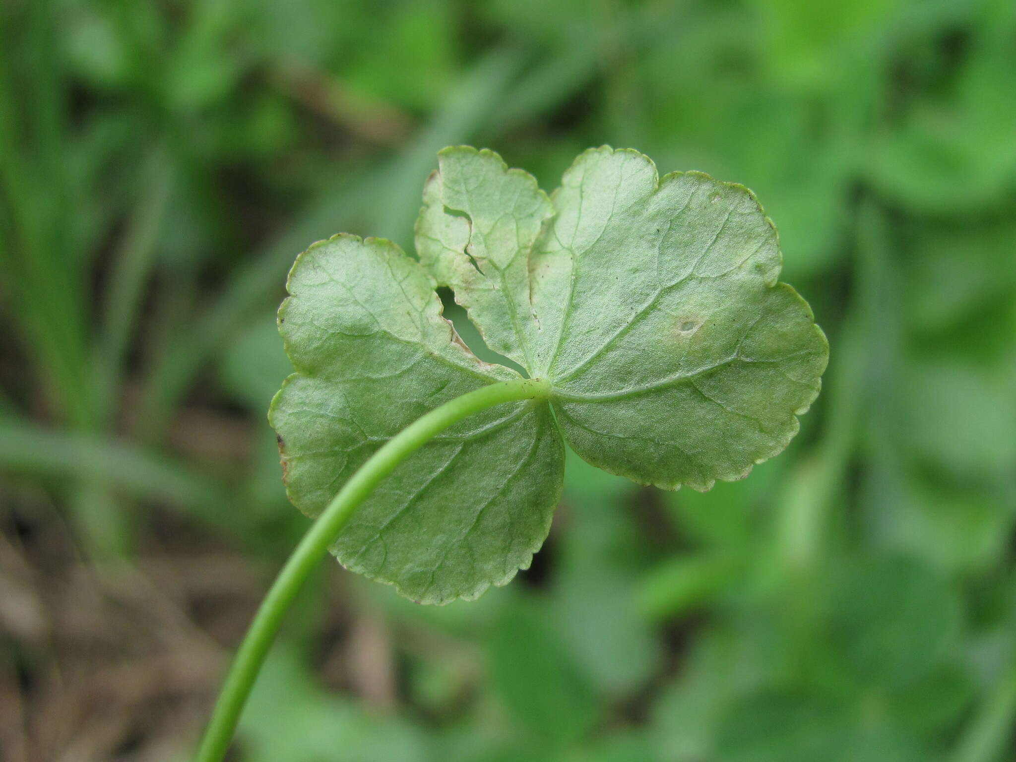 Imagem de Hydrocotyle ramiflora Maxim.