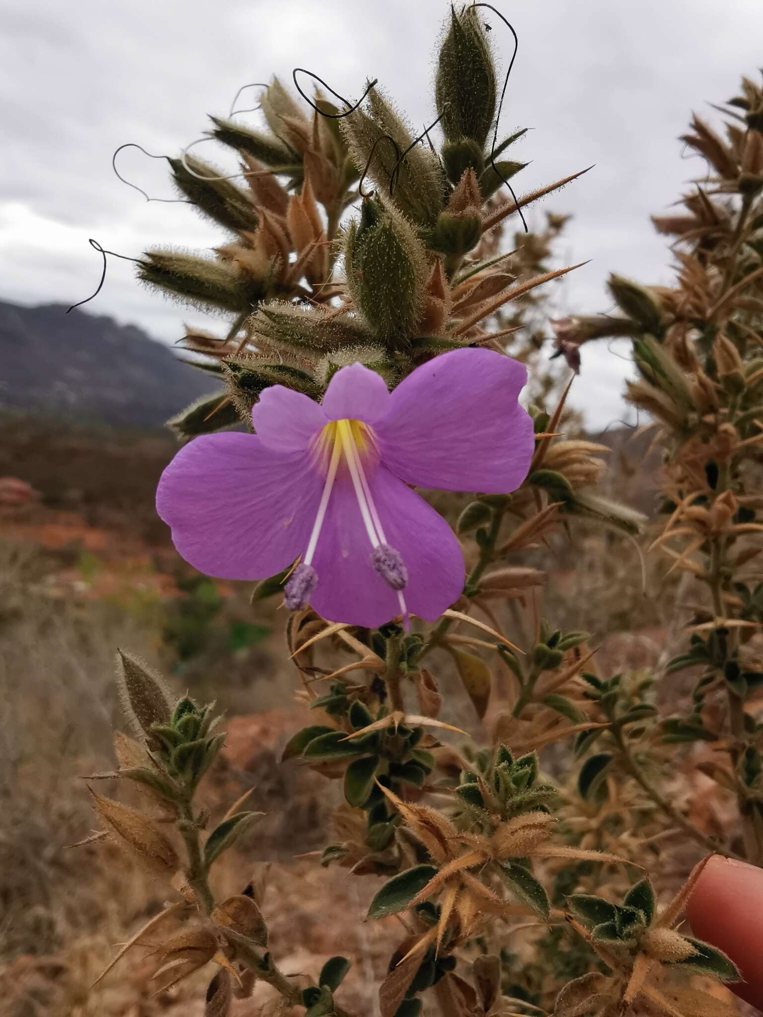 Imagem de Barleria bremekampii Oberm.