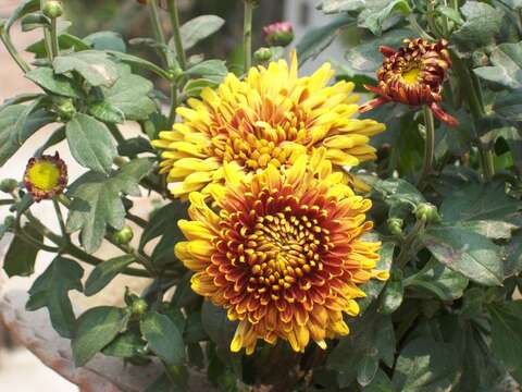 Image of florist's daisy