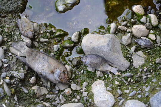 Image of Rio Grande Cichlid