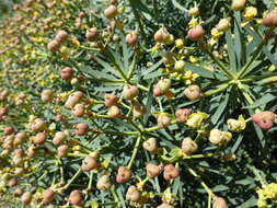 Image of Euphorbia lamarckii Sweet