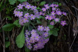 Image of Primula farinifolia Rupr.