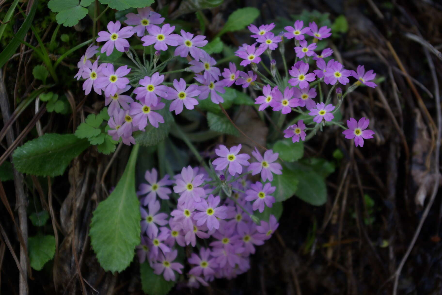 Image of Primula farinifolia Rupr.