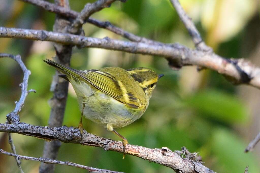 Image of Lemon-rumped Warbler