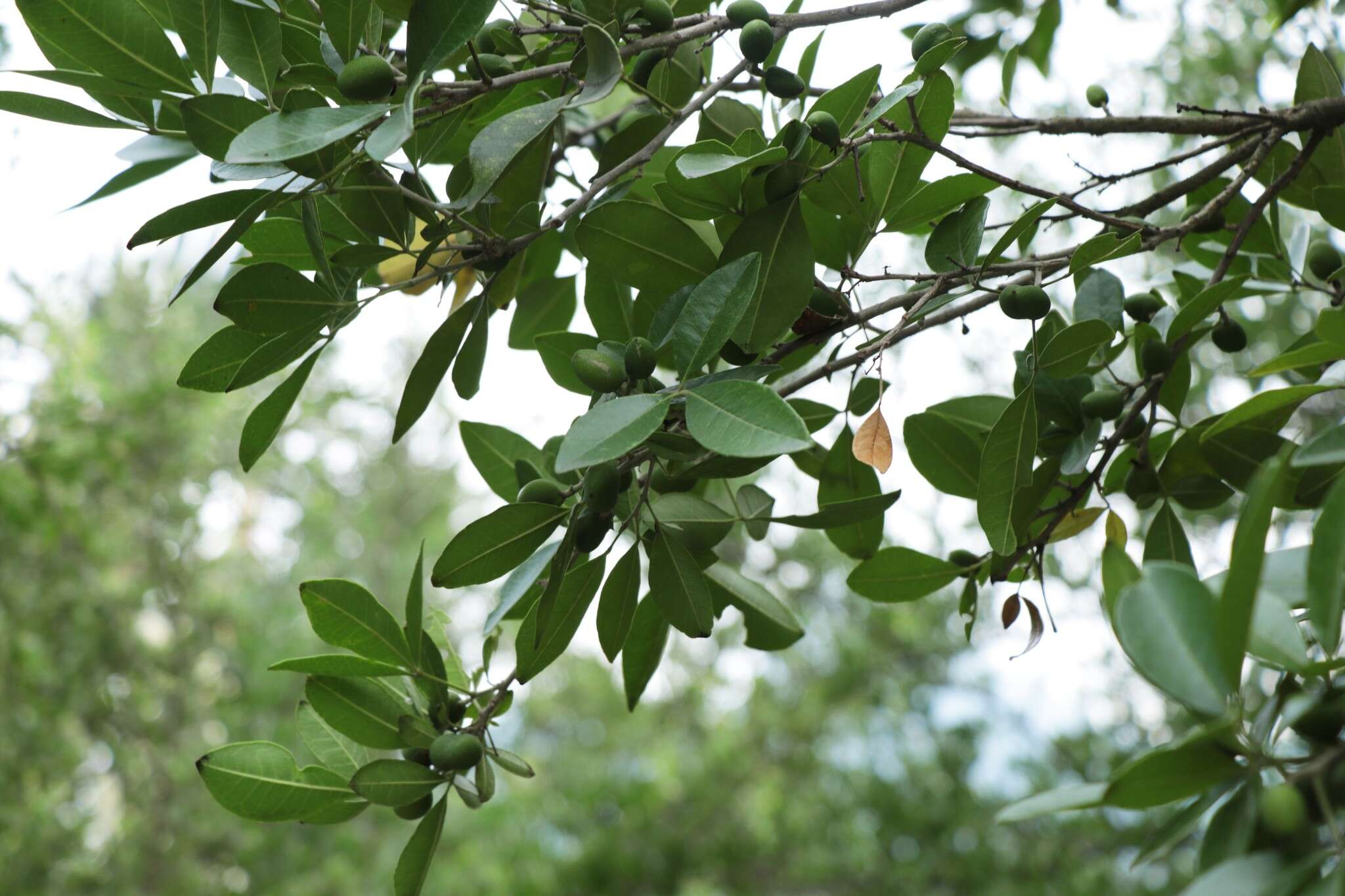 Image of Casimiroa greggii (S. Watson) F. Chiang