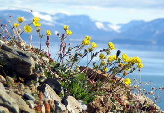 Image of Hooker's cinquefoil