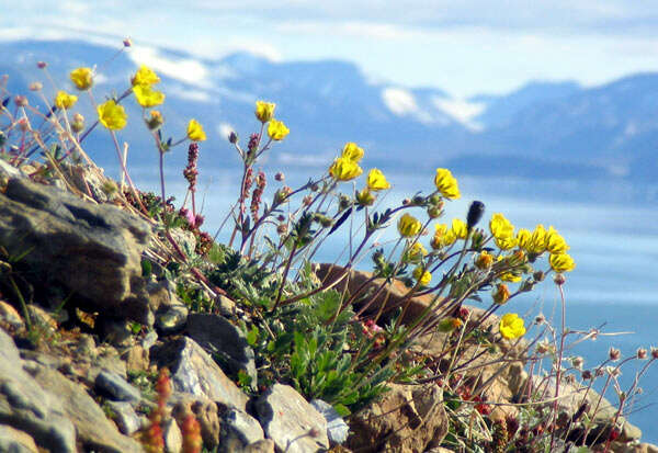 Image de Potentilla chamissonis Hultén