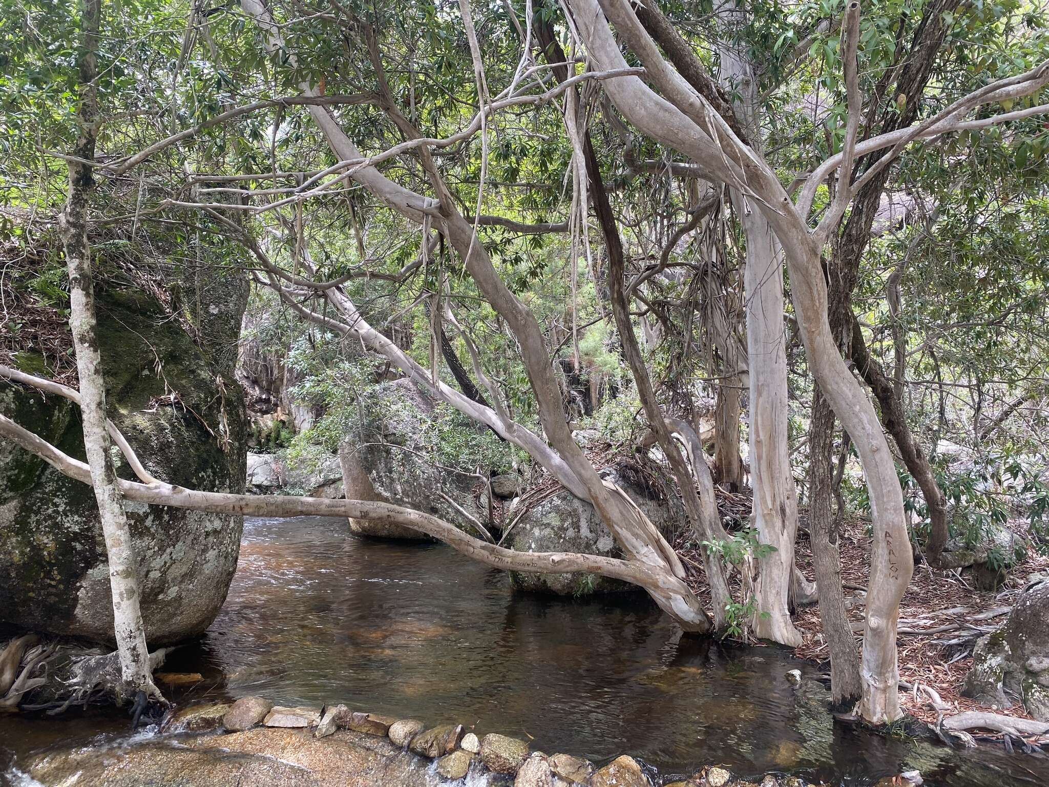 Image de Tristaniopsis exiliflora (F. Müll.) P. G. Wilson & J. T. Waterhouse