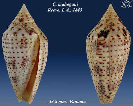 Image de Conasprella mahogani (Reeve 1843)